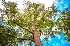 Best Tree Removal  in South Fulton, TN
