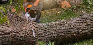 Best Storm Damage Tree Cleanup  in South Fulton, TN