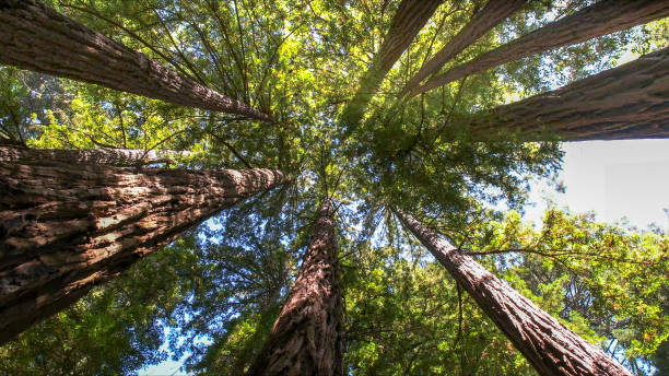 How Our Tree Care Process Works  in  South Fulton, TN