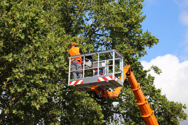 Best Tree Health Inspection  in South Fulton, TN