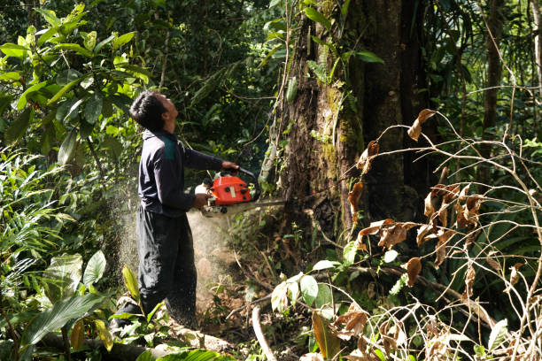 Best Emergency Tree Removal  in South Fulton, TN