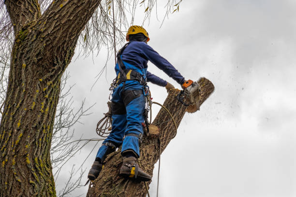 Best Stump Grinding and Removal  in South Fulton, TN