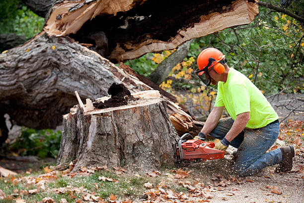 Best Tree Cabling and Bracing  in South Fulton, TN